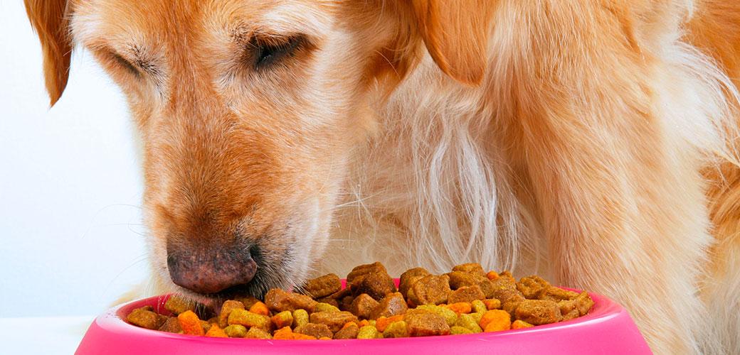 Understanding ‌the Roots of Food Aggression in Large Breeds