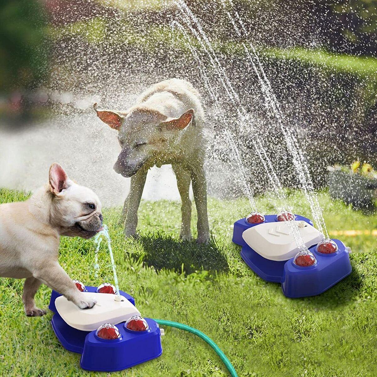 Choosing the Right Water Toy for Your Furry Swimmer