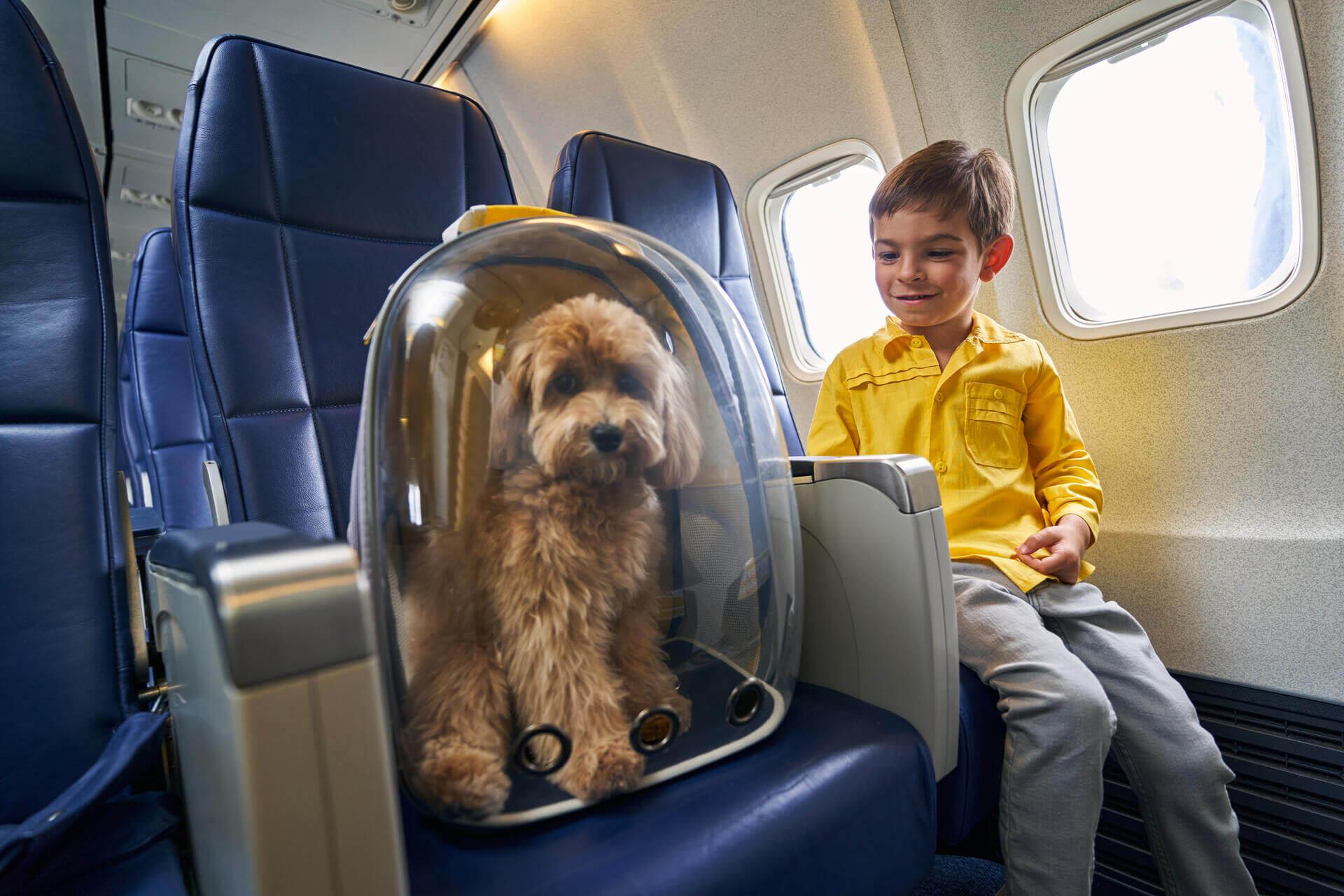 Preparing Your Dog for a Safe and Stress-Free Flight