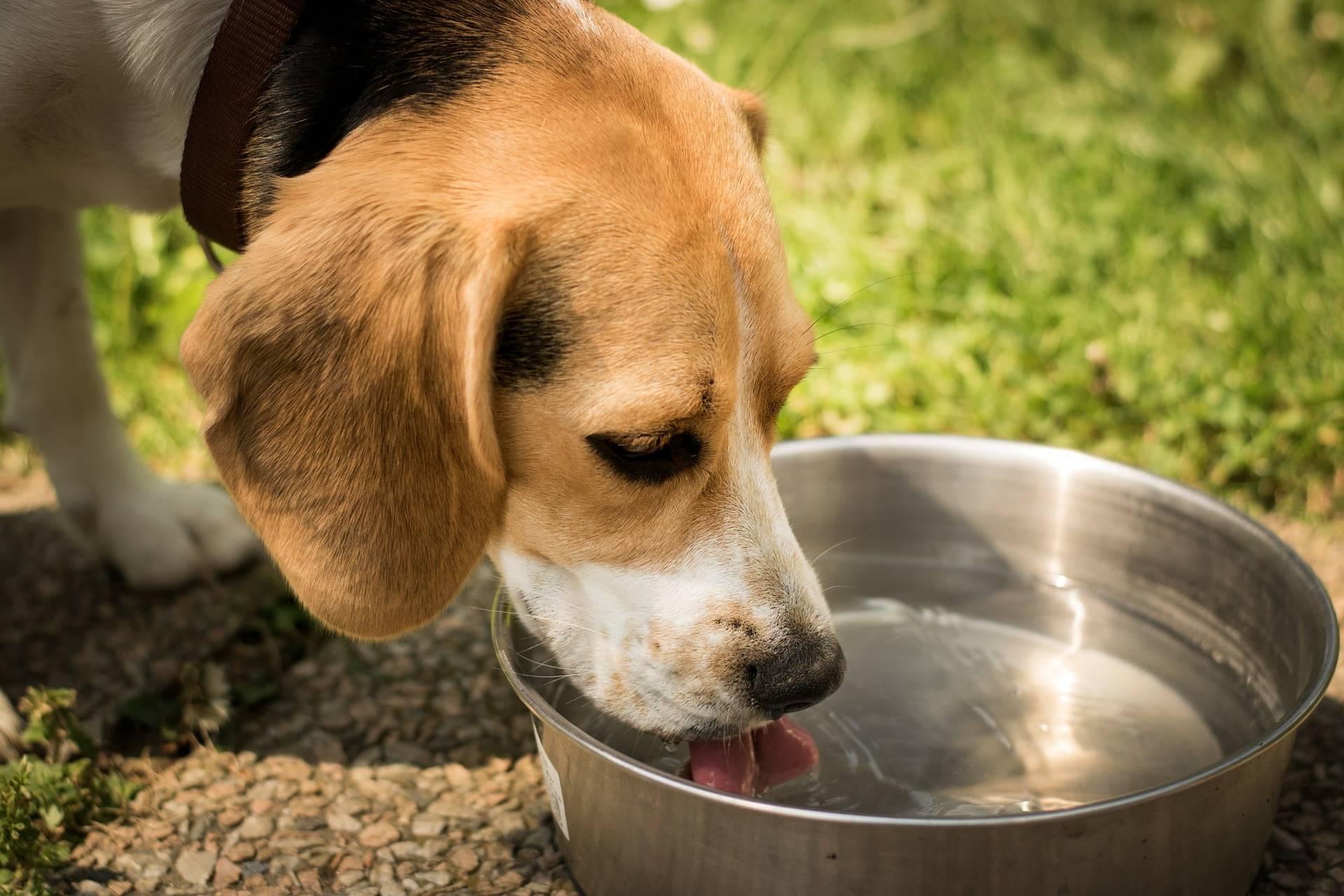 Hydration is Key Ensuring Your Dog Stays Refreshed During Water Fun