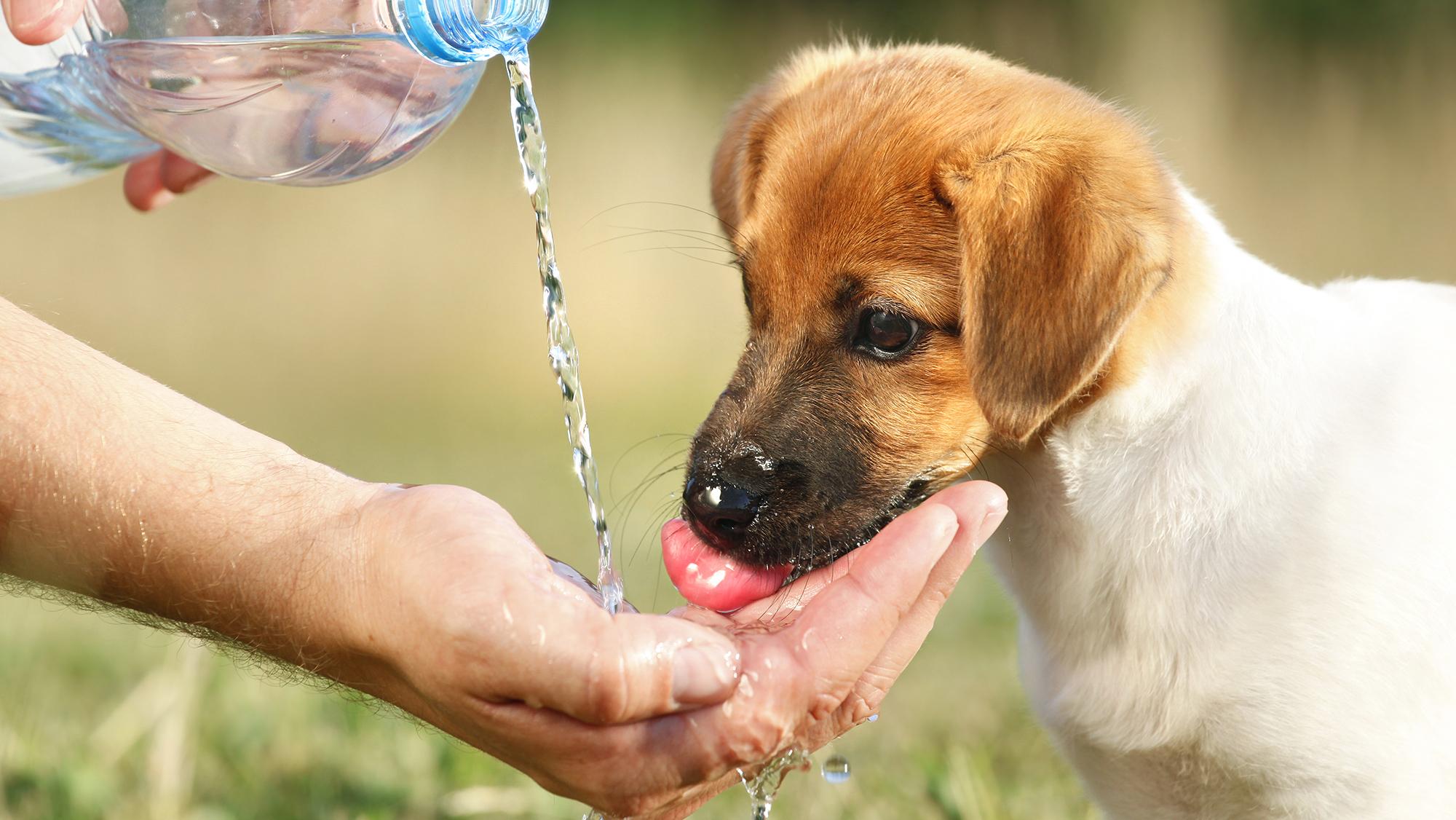 Understanding Your Dogs Hydration Needs