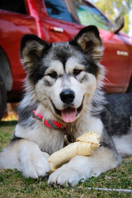 Utilize Secure Leashes and Harnesses