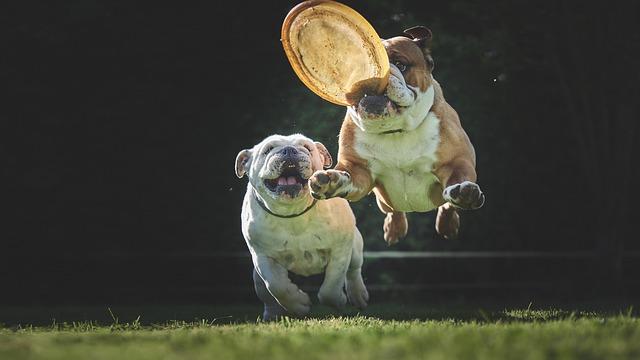 Cool Off Creative Water Games to Beat the Summer Heat with Your Pup