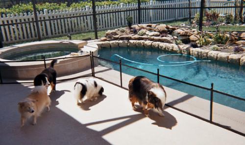 Essential Poolside Gear for Your Dogs Safety