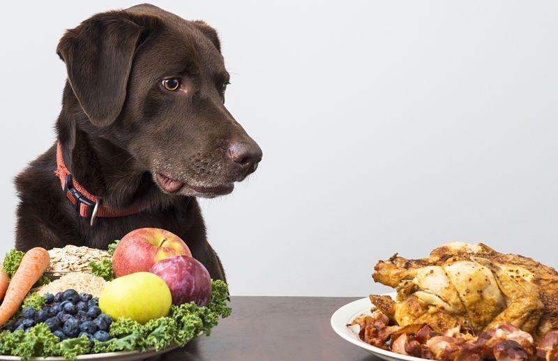 Understanding Canine Nutrition for ⁣Immune Health