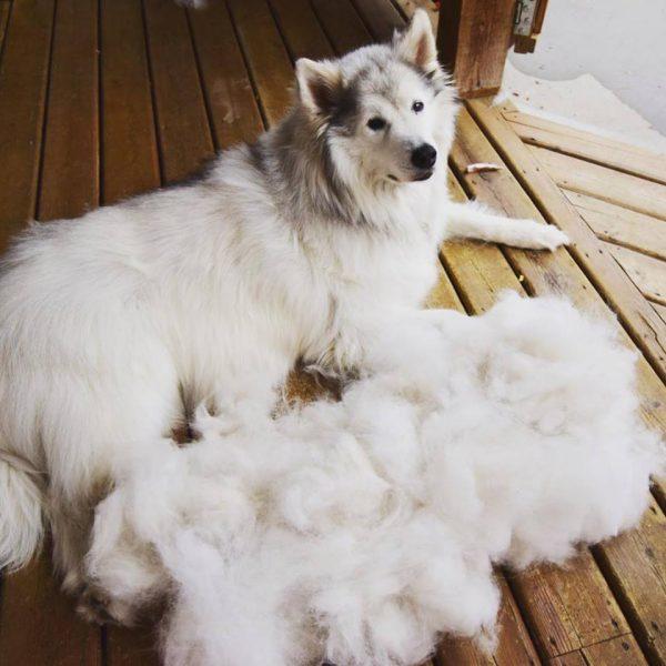 Understanding Your Dogs Shedding Cycle