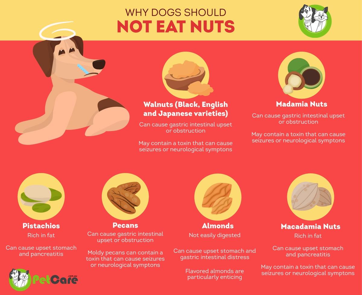 Understanding ‍Which⁢ Nuts Are Safe for Your Dog
