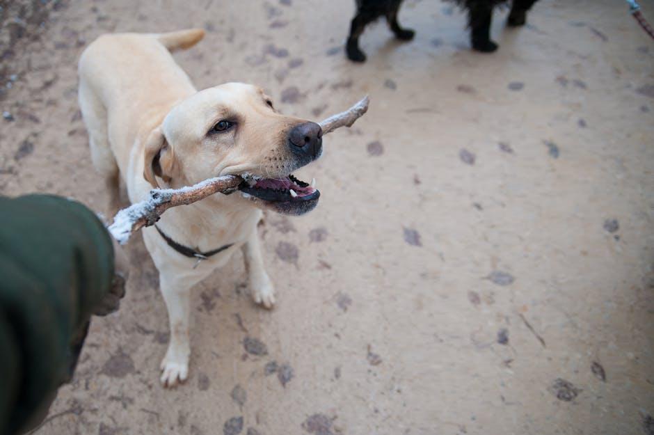 Understanding Your Puppys Social Needs and Milestones