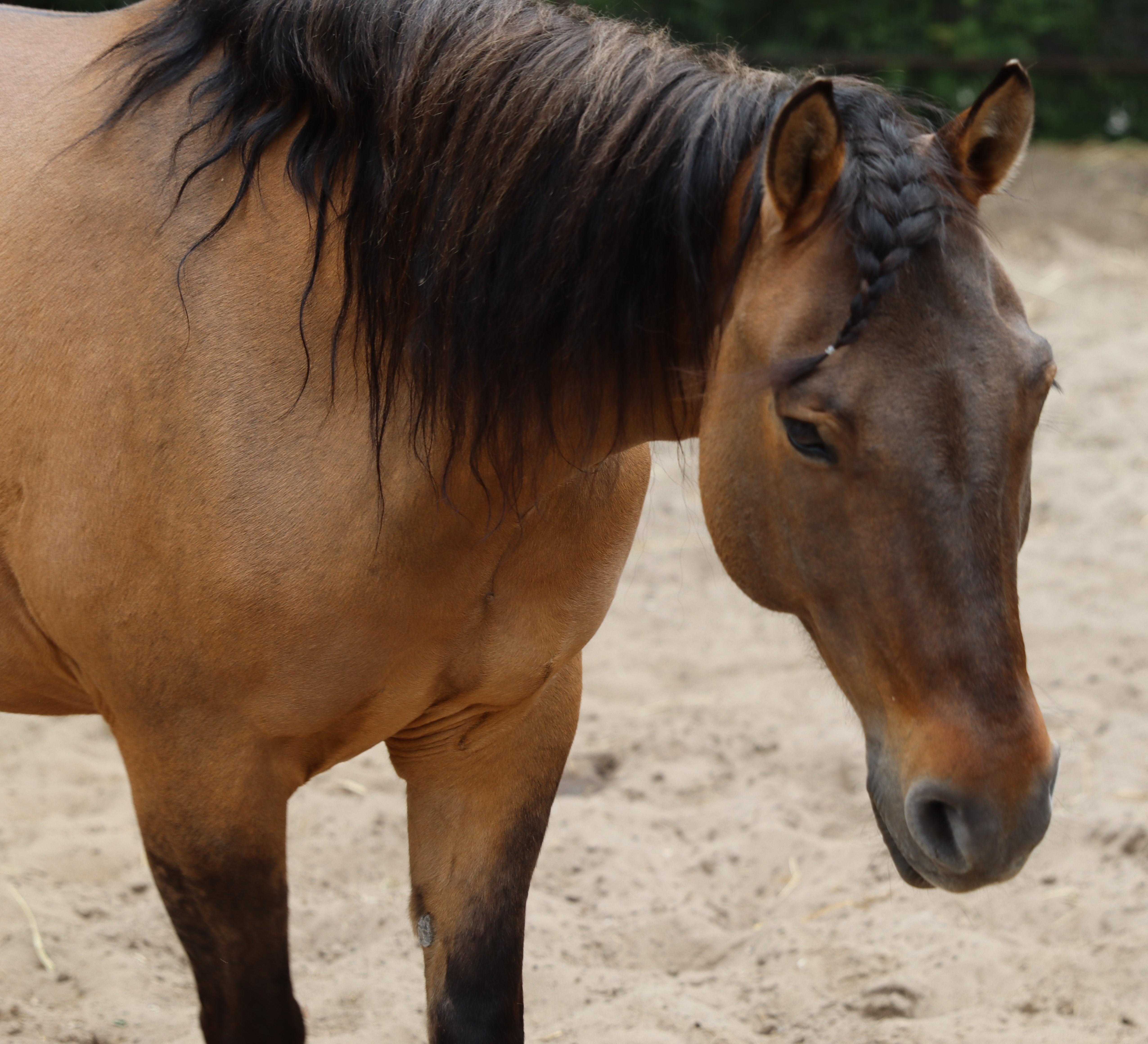 Creating a Calm and Comfortable Grooming Environment