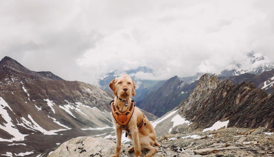 Preparing Your Dog Physically⁢ and‌ Mentally for⁣ the Trail