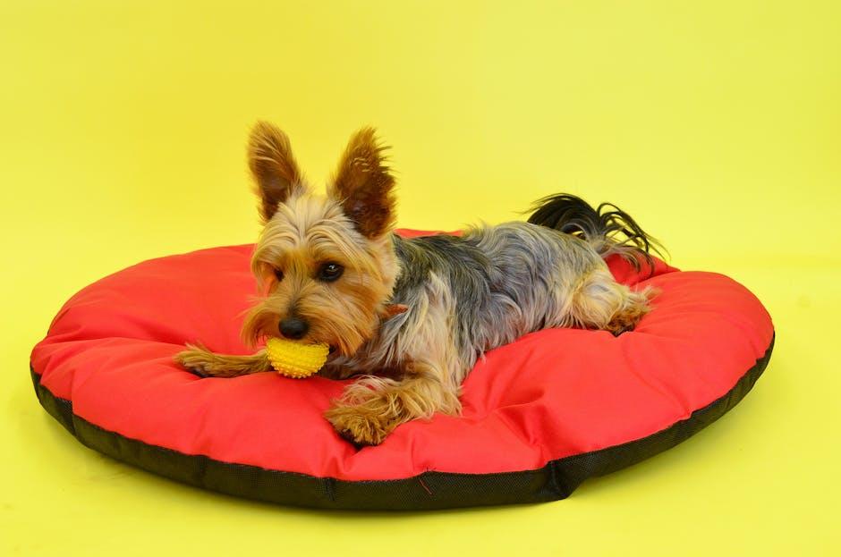 Identifying Safe Materials: A Guide to Allergy-Friendly Dog Toys