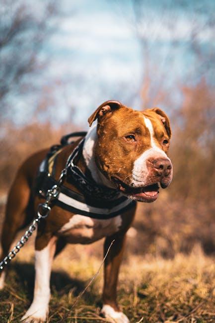 Engaging in Safe Outdoor Activities with Your Dog