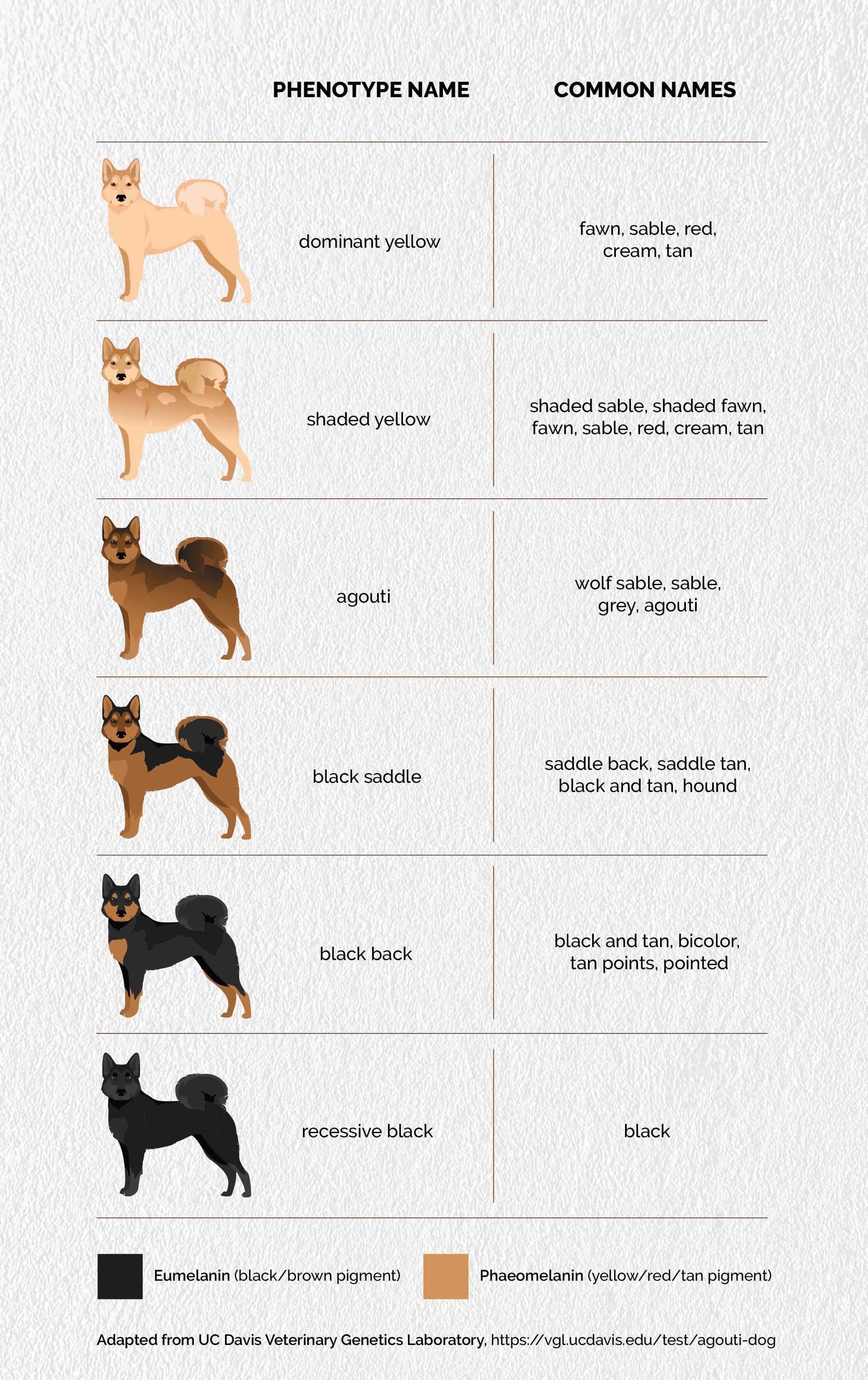 Understanding Your Dogs Coat Type for Effective Detangling