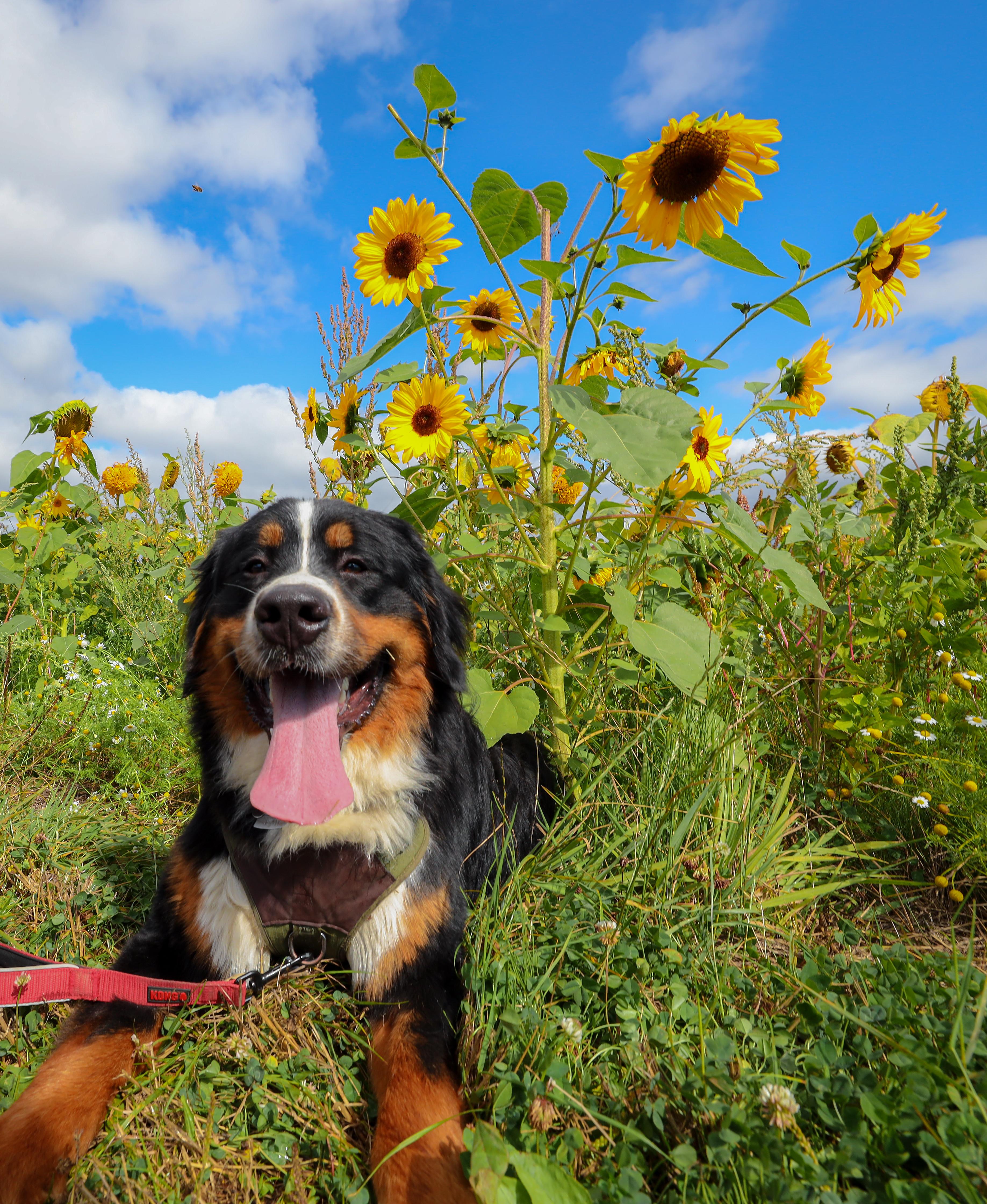 Understanding the Nutritional Value of Corn for Dogs