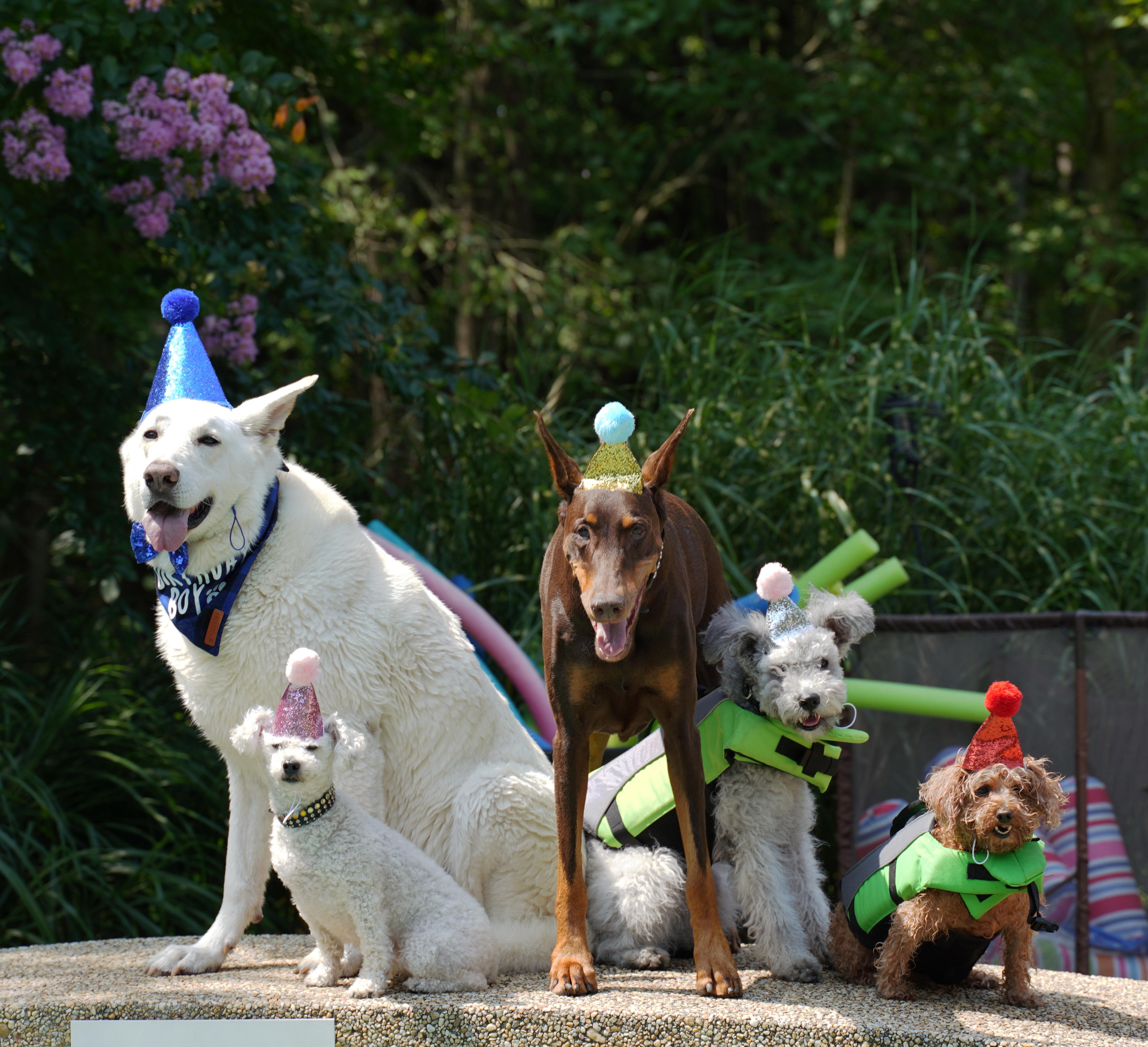 Engaging Toys to Keep Your Dog Entertained