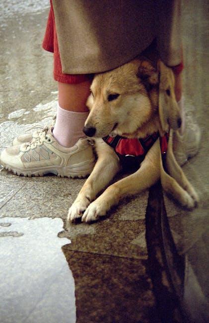 Choosing the Right Boots: Key Features to Look for in Protective Dog Footwear