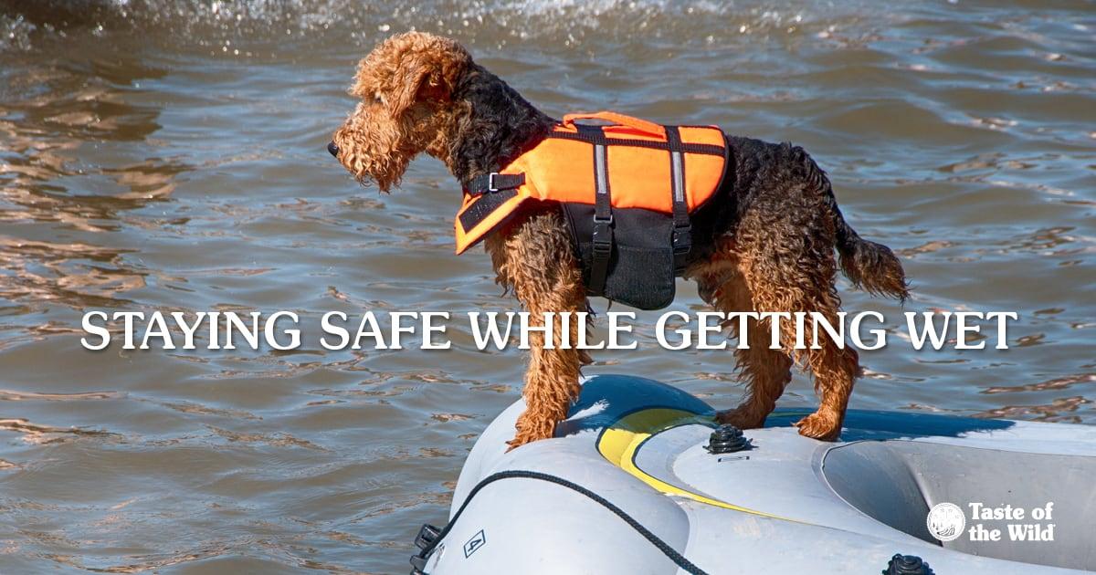 Splash into Safety Essential Tips for Keeping Your Dog Safe in Water Play