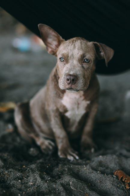 Guarding Against Chewable Hazards