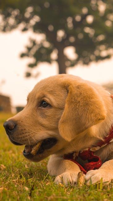 Training Techniques to Redirect Chewing