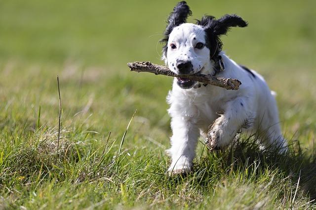 Exploring Interactive Toys for Energetic Dogs