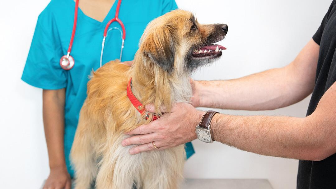 How Regular Vet Visits Enhance Your Dogs Quality of Life