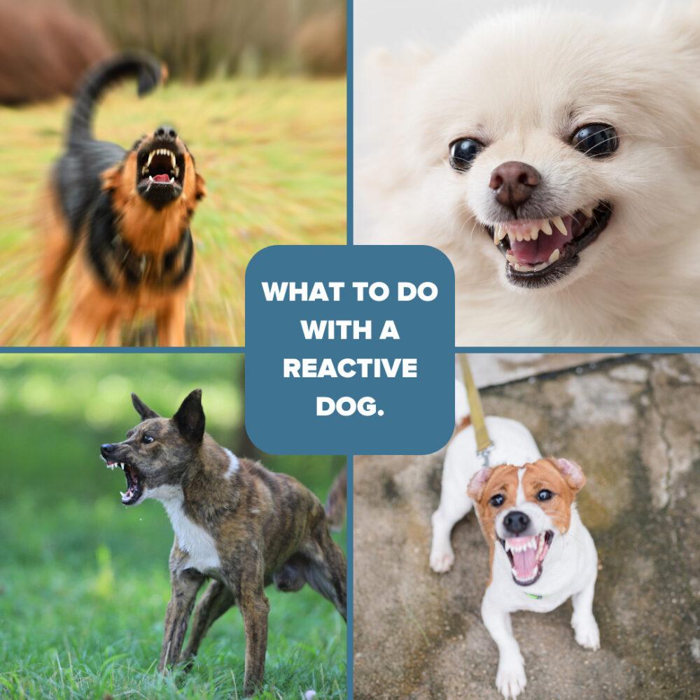 Understanding Reactive Behavior in Dogs