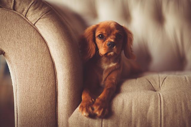 How to Stop Your Dog from Chewing on Furniture