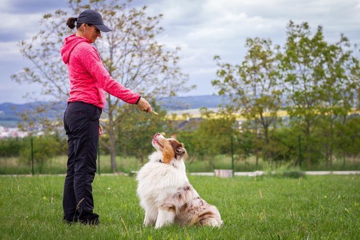 How to Train a Dog to Stop Digging in the Yard