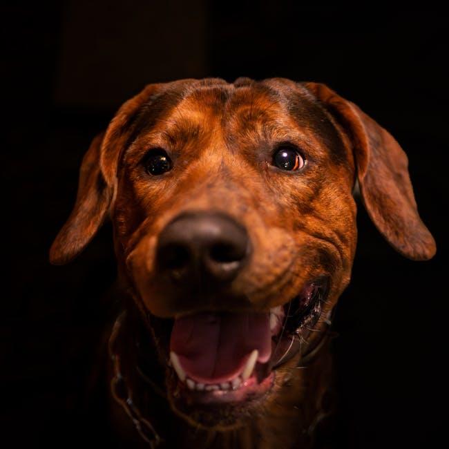 How to Clean a Dog’s Teeth Without a Toothbrush