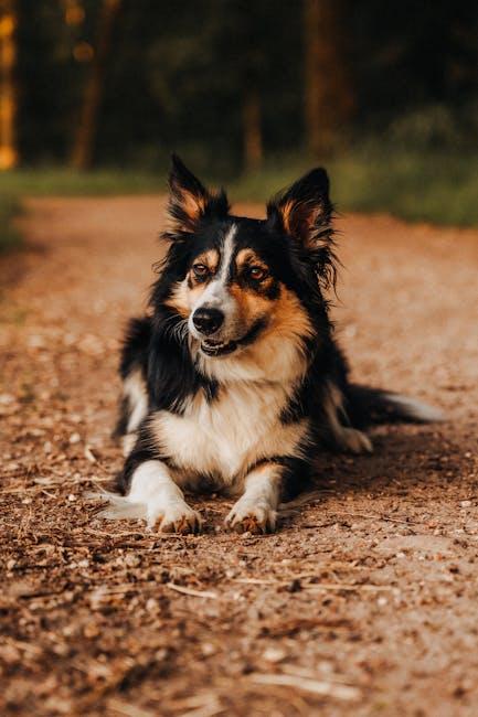 Immediate Steps to Cool Down and Comfort Your Dog