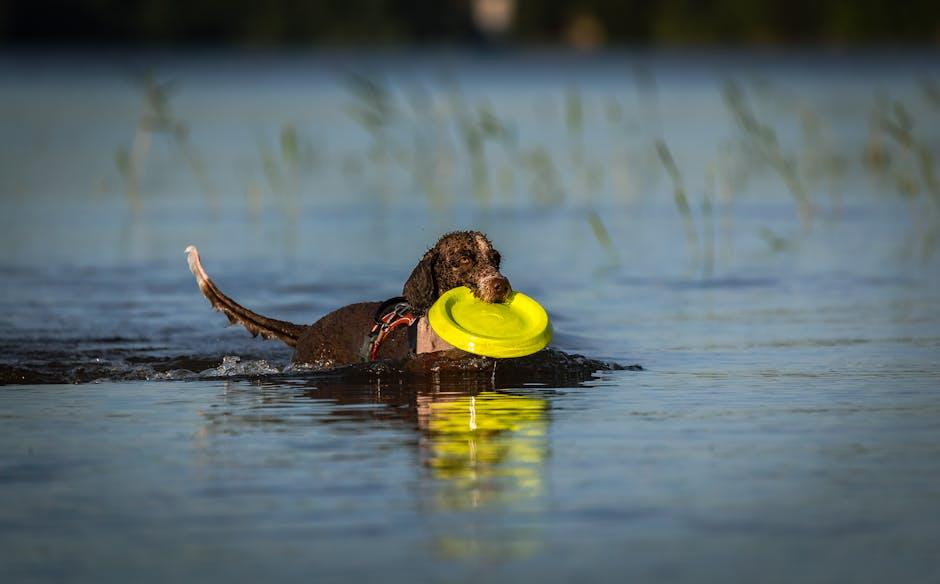 Top Frisbee Brands That Dogs Love and Owners Trust