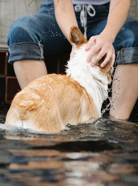 Understanding Your Dogs Size and Play Style