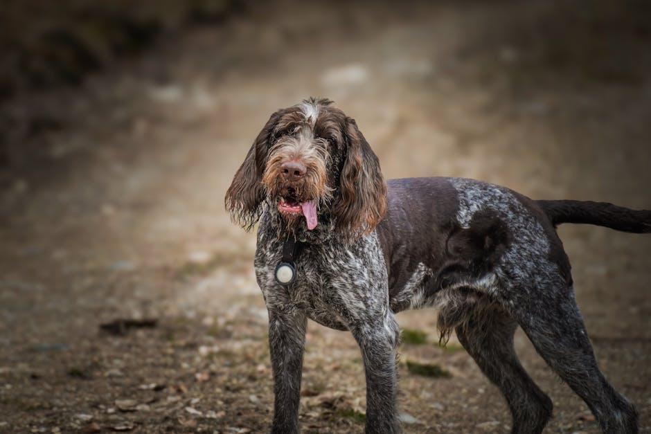 Maintaining Your Dogs⁤ Coat Between Grooming Sessions