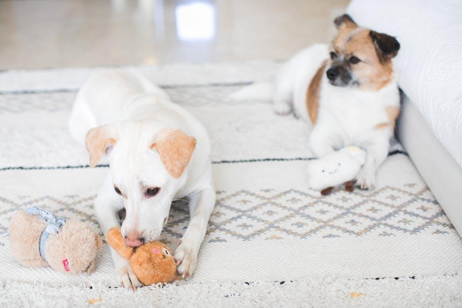Understanding the Appeal: Why Dogs Love Squeaky Toys