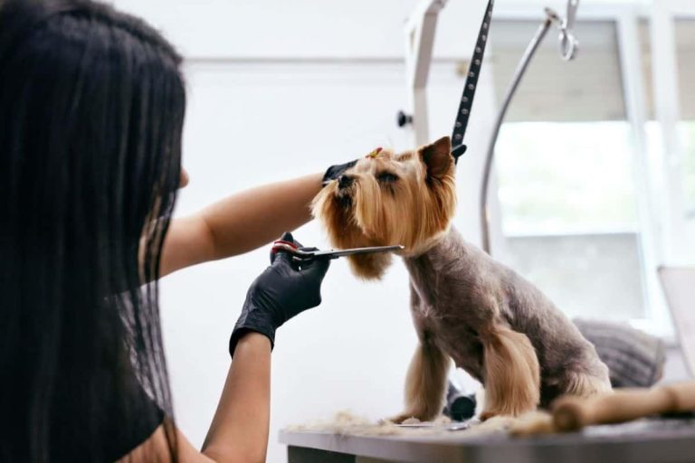 How to Groom a Dog with Thick Fur