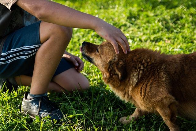 Are Dog Parks Really Safe for Your Pet