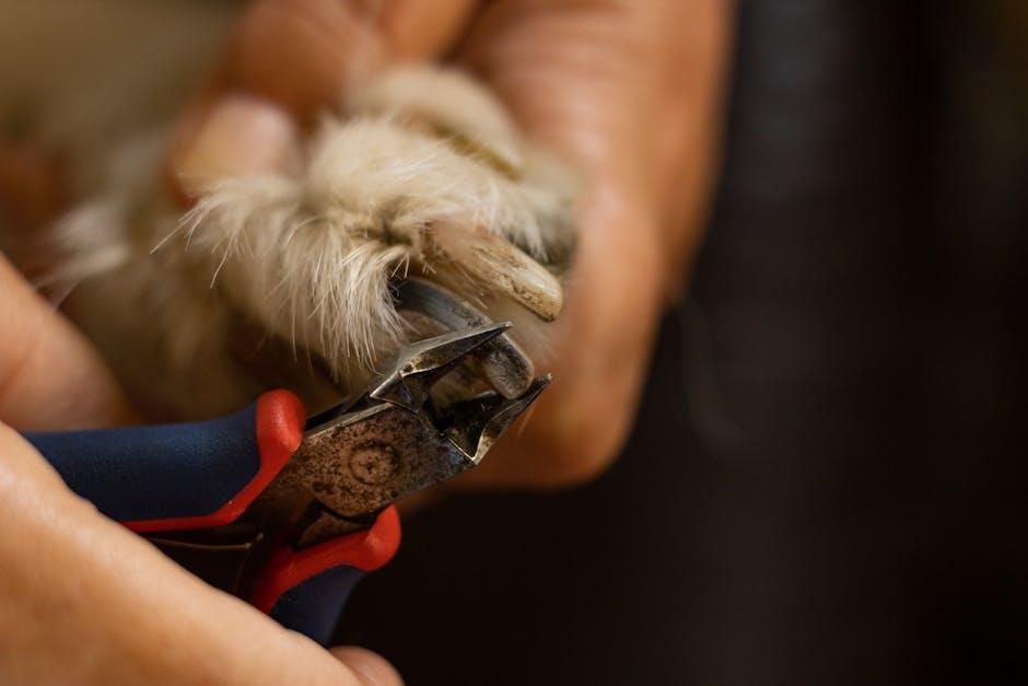 Choosing the Right Tools for a Stress-Free Nail Trim