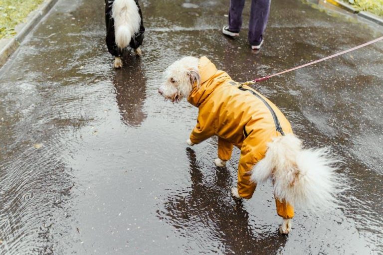 Is It Safe for Dogs to Drink From Puddles