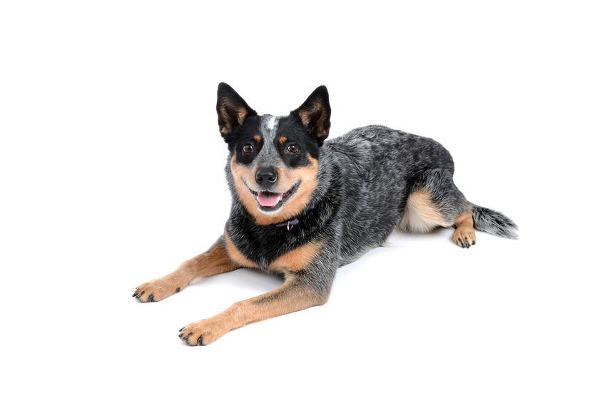Understanding Protein and Caloric‍ Needs for Energetic Breeds