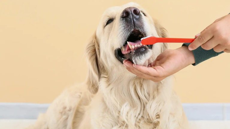 The Ultimate Dog Care Checklist