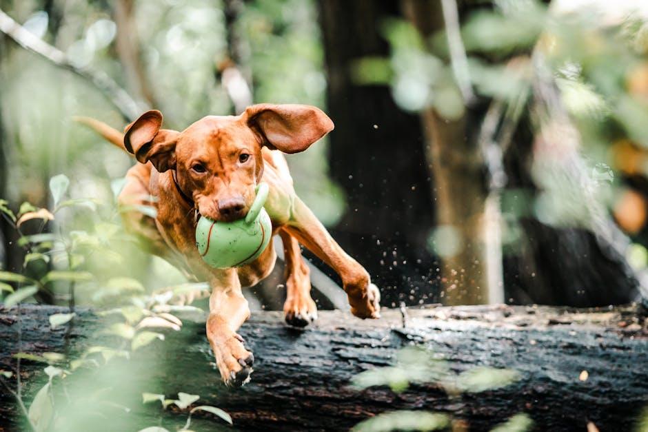 Choosing the Right Toy to Spark Your Dogs Interest