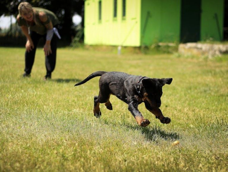 How to Train a Dog to Stop Chasing Cars