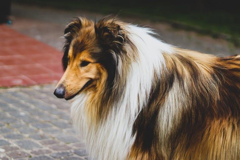 How to prevent mats in long haired dog breeds