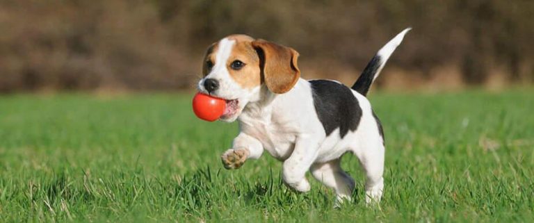Is It Safe to Let Your Dog Play with Strangers’ Dogs