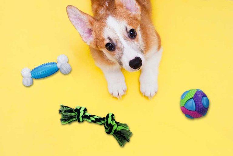 How to Teach Your Dog to Play with New Toys
