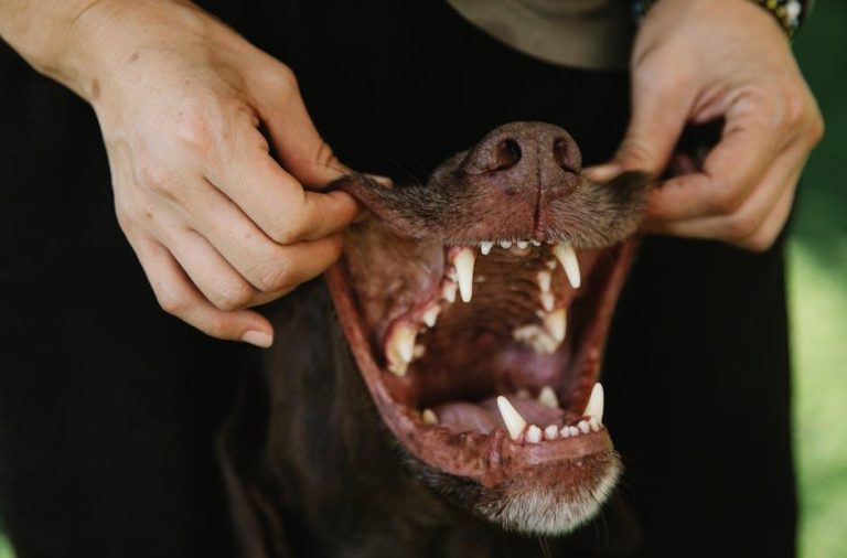 How to Clean Your Dog’s Teeth Naturally