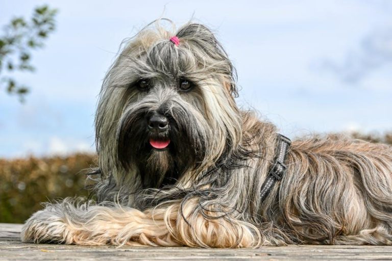 How to Prevent Mats and Tangles in Your Dog’s Fur