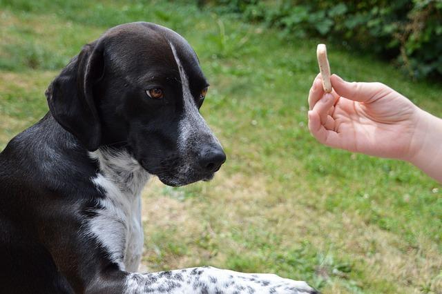 Canine Obedience Training: What Every Owner Should Know