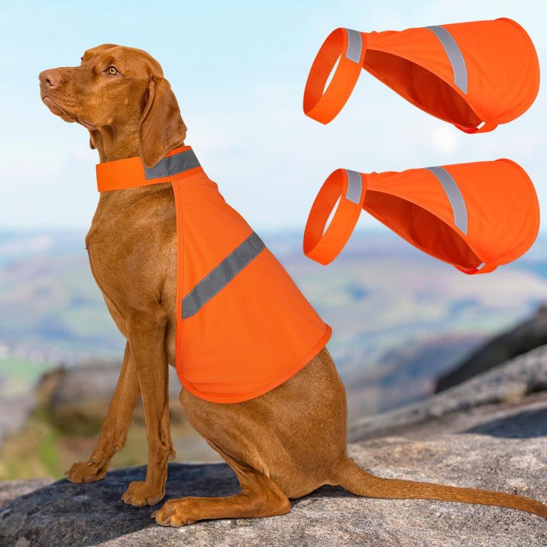 Best Tips for Keeping Your Dog Safe Outdoors