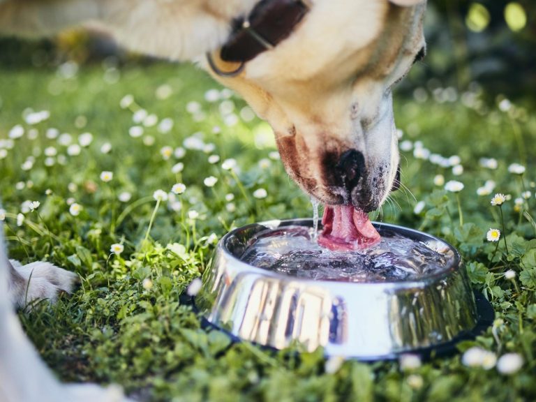 How to ensure dogs get enough hydration